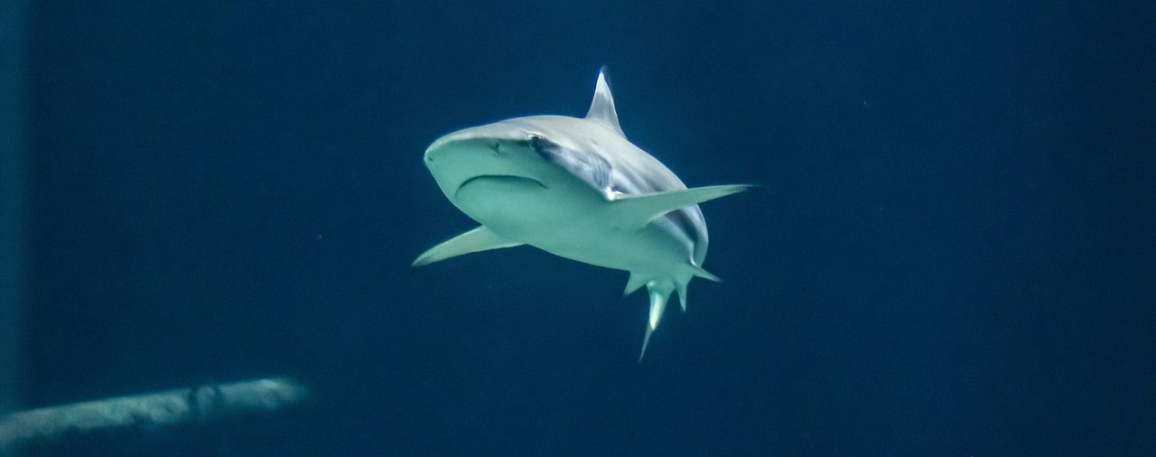 Sharks circling emails, warning of cyber security email scams.