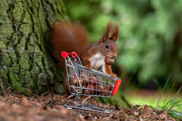 Cover of PurpleJelly’s Buyer’s Guide to IT Budgeting.